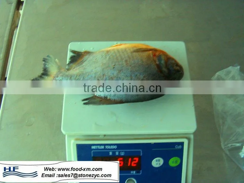 Fresh black pomfret fish