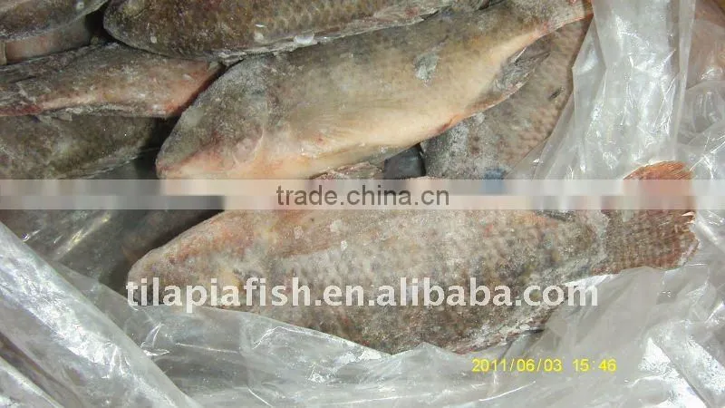 Grade A Gutted Scaled Bream Fish