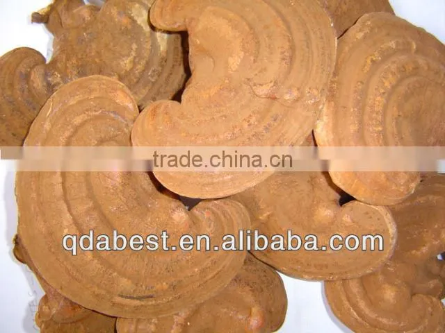 Ganoderma Lucidum