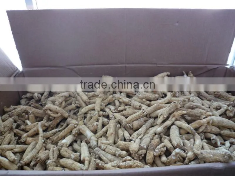 Panax Ginseng