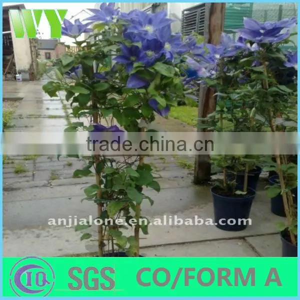 bamboo plant ladder