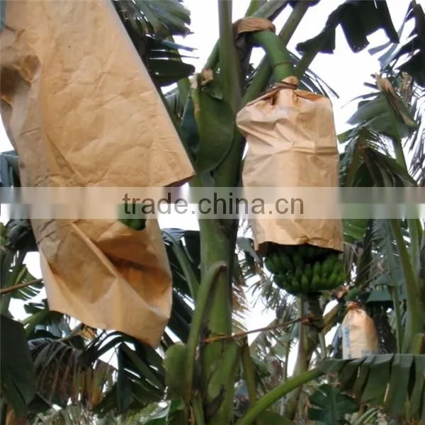 Banana protection bags/growing bags for fruit