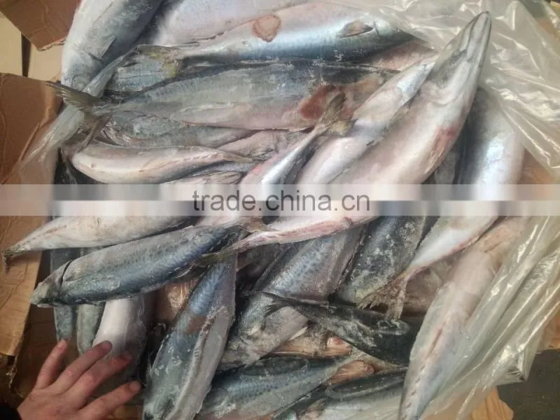 frozen pacific mackerel fish