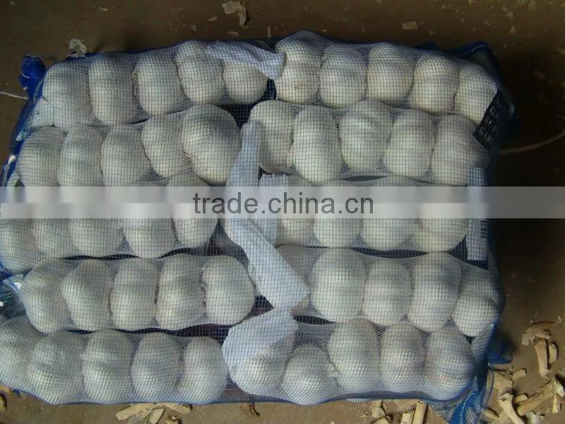 Shandong White Garlic crop 2011