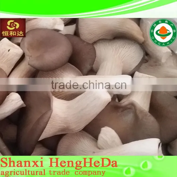 best selling Chinese style fresh mushroom in plastic drums
