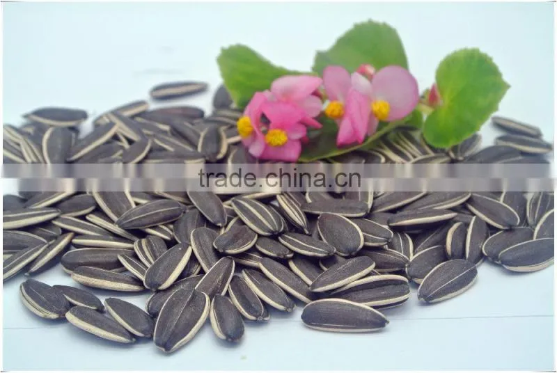 Chinese sunflower seeds 5009 Long shape 270PCS/50G