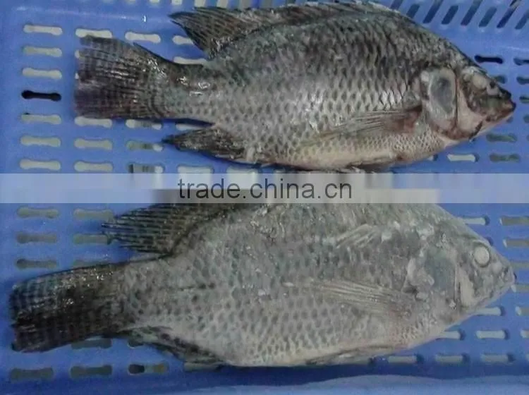 wholesale food price frozen tilapia whole tilapia fish