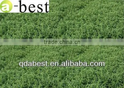 High quality stevioside pure powder 80%