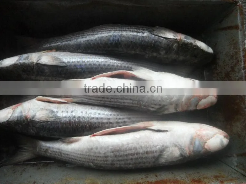 grey mullet