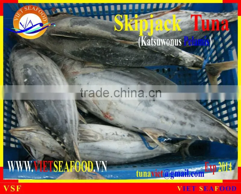 FROZEN WHOLE ROUND SKIPJACK TUNA