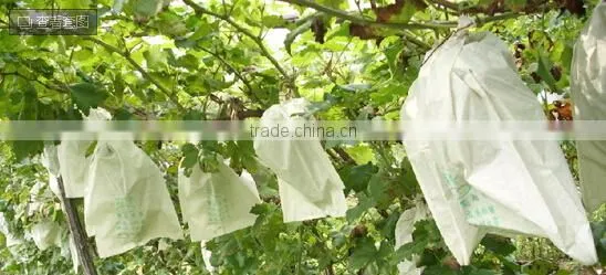Fruit Growing Paper Bag,Fruit Growing Paper Bag Manufacturer