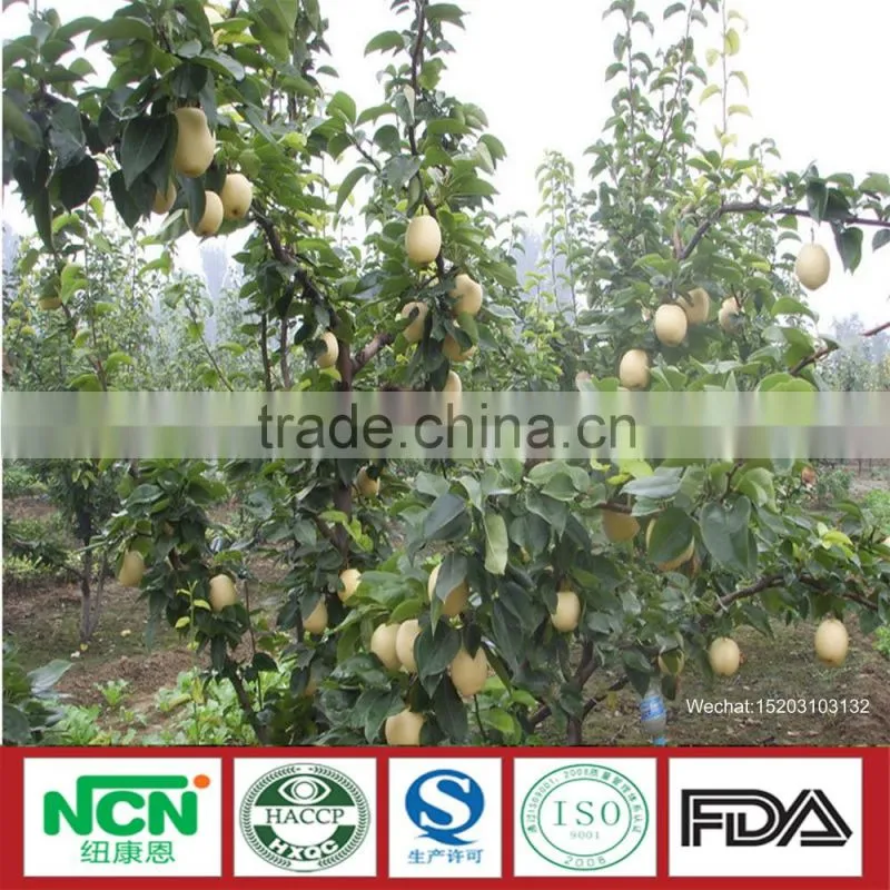2016 Fresh Grown pear
