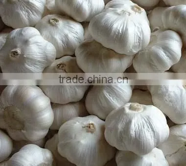 Chinese garlic