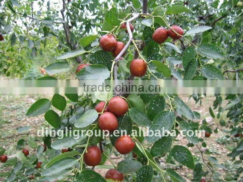 Dried date,China Golden-silk jujube