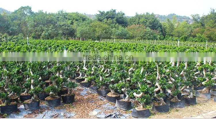 indoor&outdoor big ficus S shape