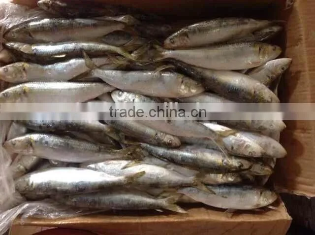 Size 8-10 pcs/kg Frozen Sardine Whole