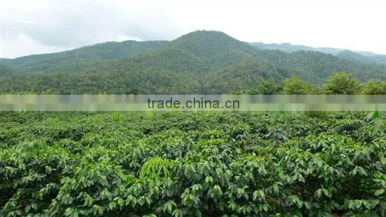 HIgh Quality Freeze Dried coffee