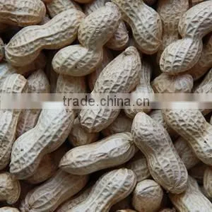 Blanched Peanut Kernels Best Quality And Hot Sell