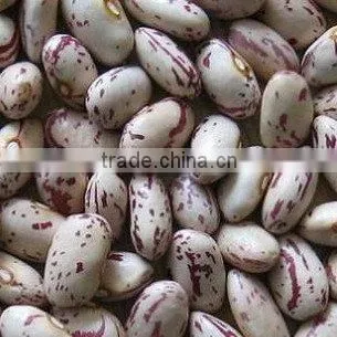 Good quality light speckled kidney beans,American type