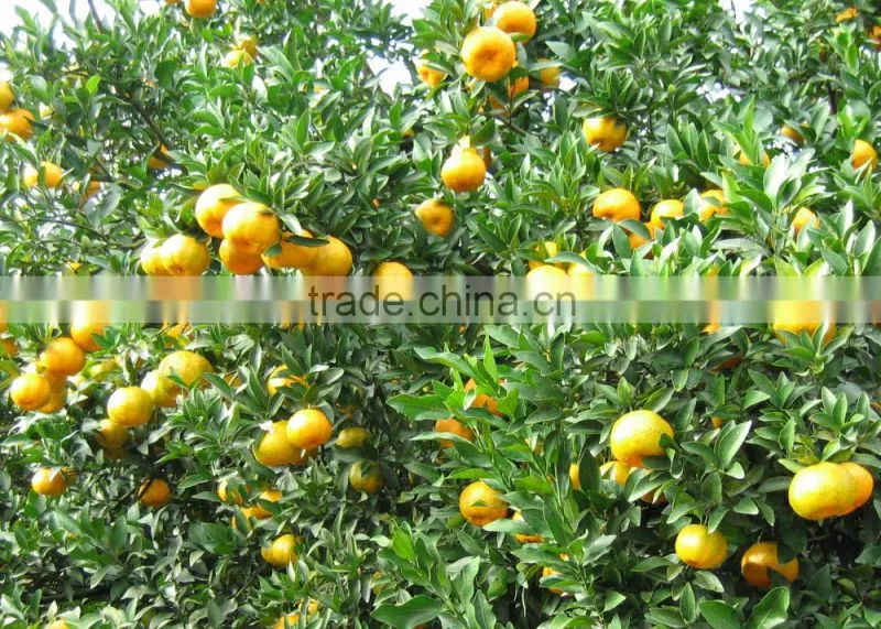 Fresh Ponkan Orange for Sale south africa orange exporters