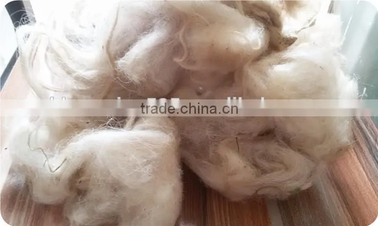 Good white Greasy raw sheep wool use for Carpet
