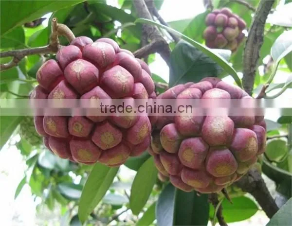 Kadsura coccinea fruiter seeds for growing