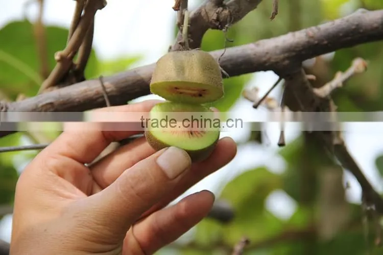 kiwifruit tree seedling