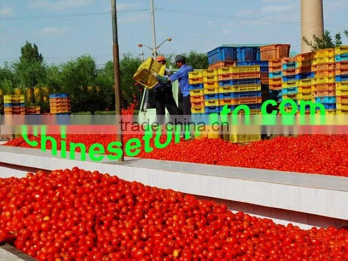 Color Printing Laminated Plastic Tomato Paste Sachet