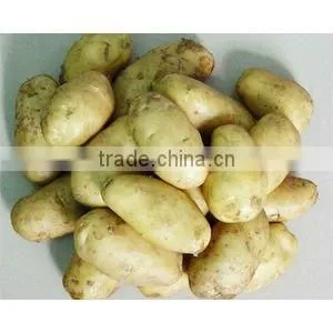 Stainless Steel Potato Peeler TT-F121 (Potato machine,peeling machine)