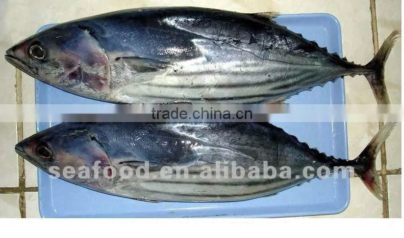 frozen sea food skip jack W/R & YELLOW FIN TUNA W/R