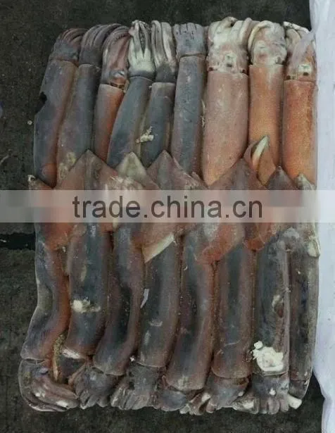 Frozen Whole Round Squid Todarodes Pacificus 200-300g