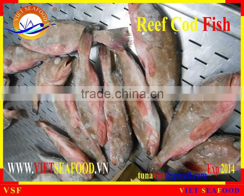 FROZEN REEF COD FISH WHOLE ROUND