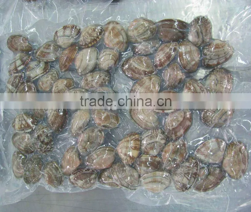 Frozen Baby clam in shell vacuum pack