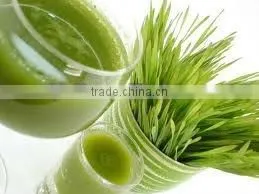 Automatic Bean Sprouting Machine JL260B-Manufacturer/ CE Certificate