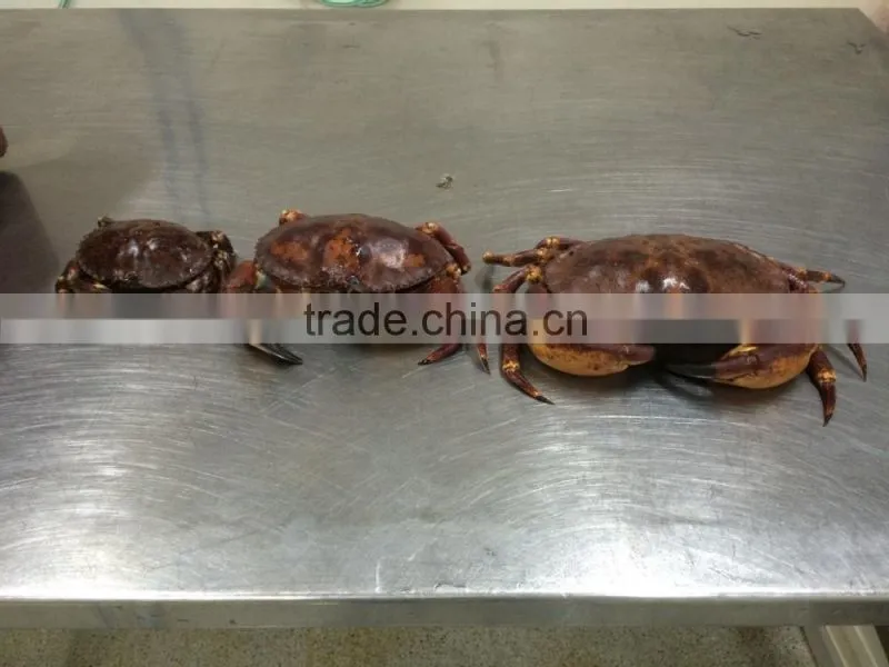 EDIBLE CRAB, RED STONE CRAB