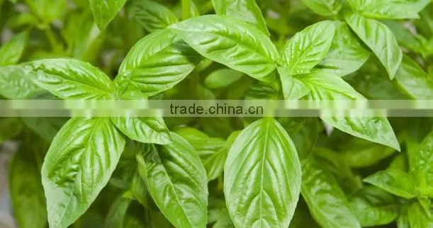 Holy Basil Oil Natural