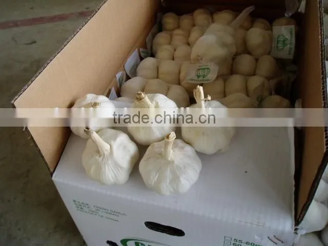 Fresh white garlic