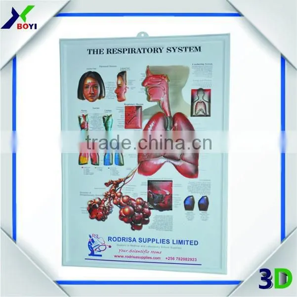 New Designs 3D PVC embossed medical poster