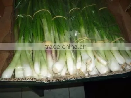 Spring Onion