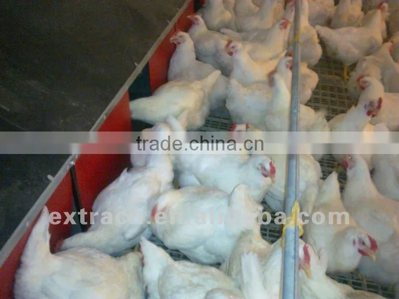 2013 hot-sale automatic chicken nest