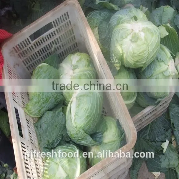 Hot sale Chinese Big White long Cabbage