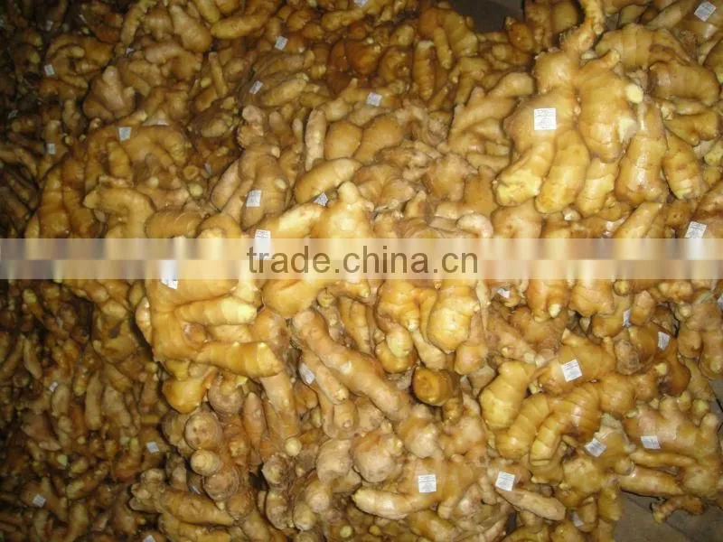 new crop of ginger/Europe quality level