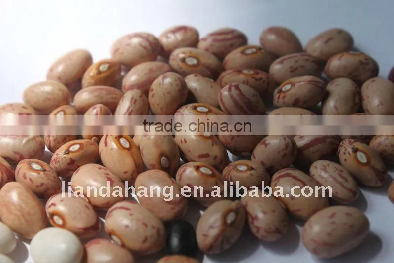 Pinto Beans