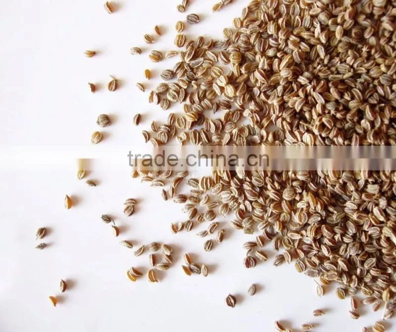 Celery Seed Essential Oil