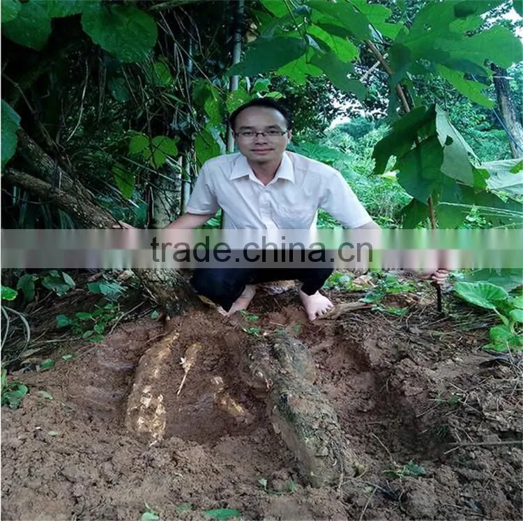 Natural products Herb Medicine for men male enhancement