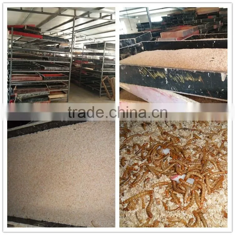 2.5---2.8cm dried Mealworm for Pet (cat ,dog and chicken) food
