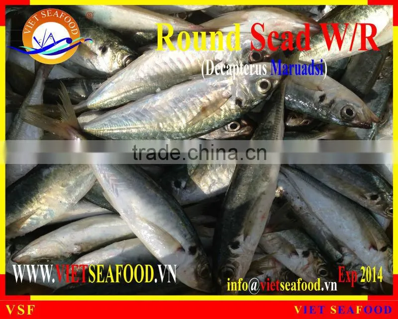 W/R FROZEN ROUND SCAD