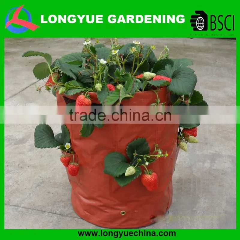 strawberry grow bag strawberry plants containers