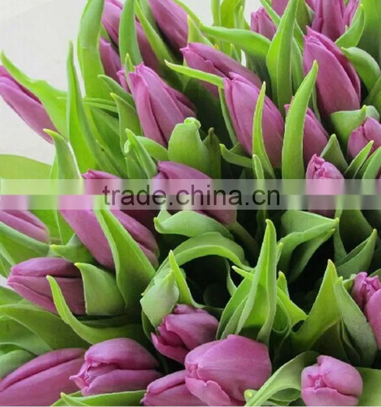 Wide variety classical real touch 10 heads tulips
