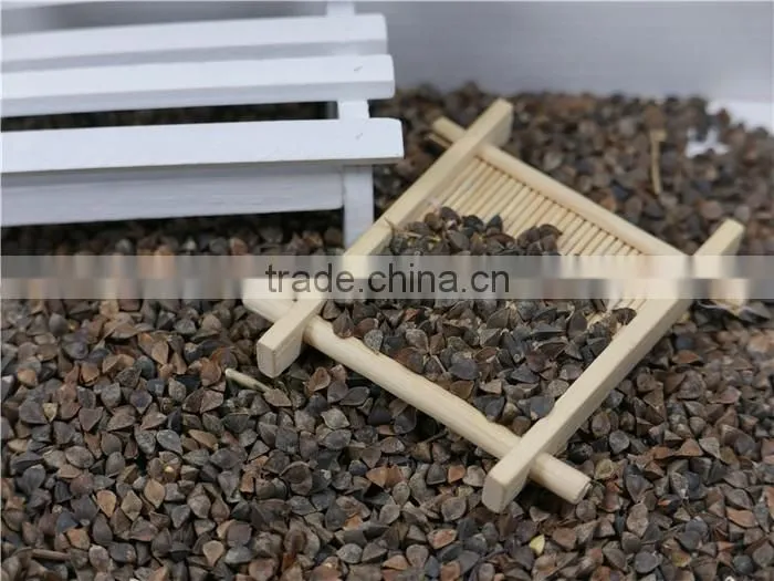 high quality hot sale black bitter buckwheat for tea (Fagopyrum esculentum)